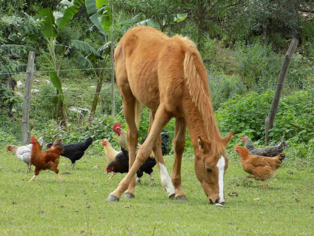 Rancho Hostal La Escondida Eco Park Teopisca Екстер'єр фото