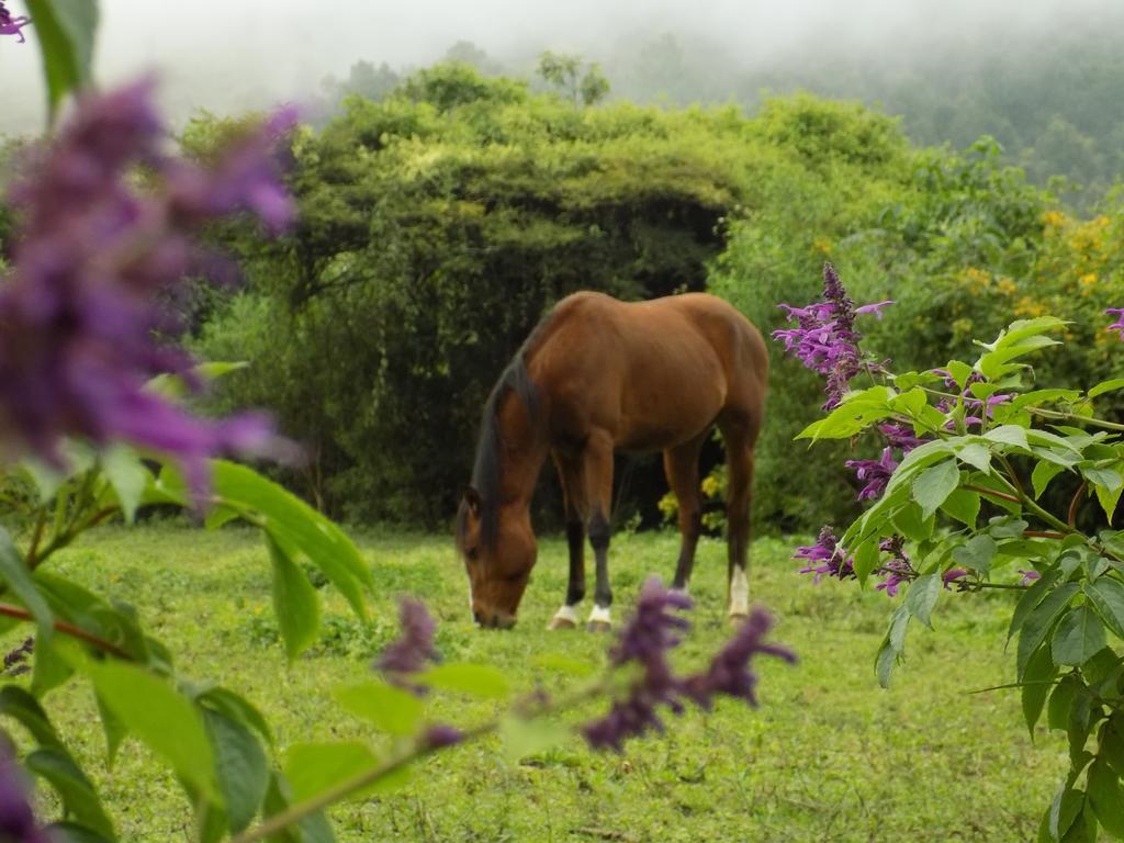 Rancho Hostal La Escondida Eco Park Teopisca Екстер'єр фото