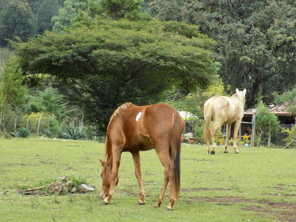 Rancho Hostal La Escondida Eco Park Teopisca Екстер'єр фото